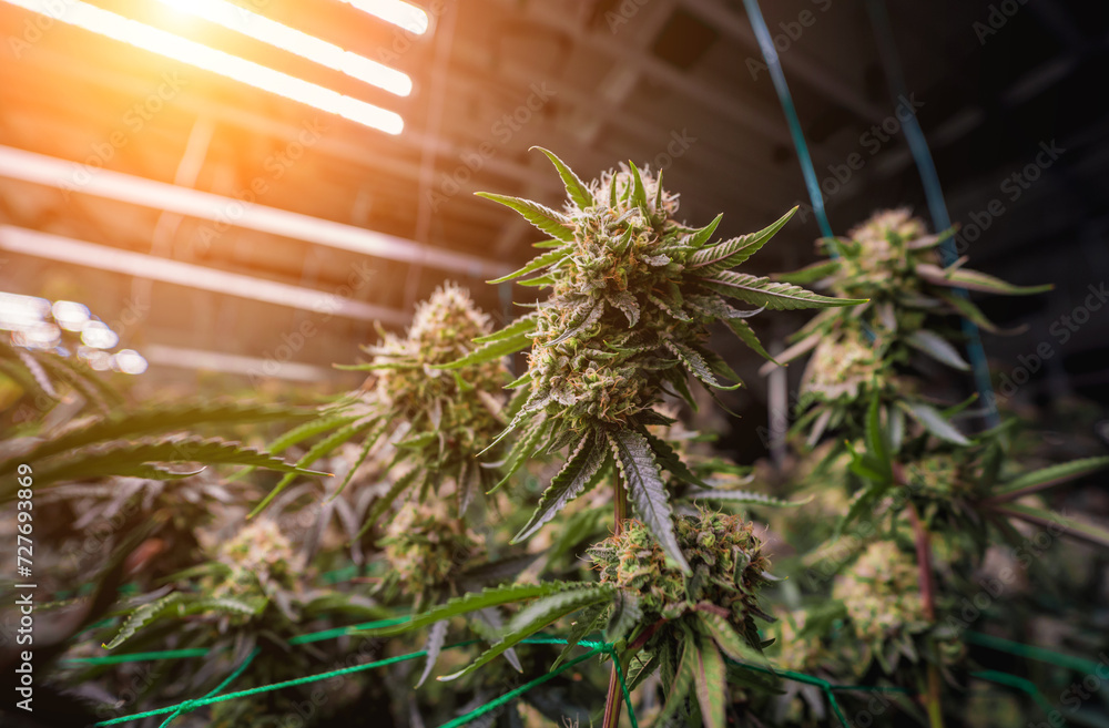 Premium cannabis plants in a greenhouse ready for harvest. Premium cannabis plants in a greenhouse ready for harvest.