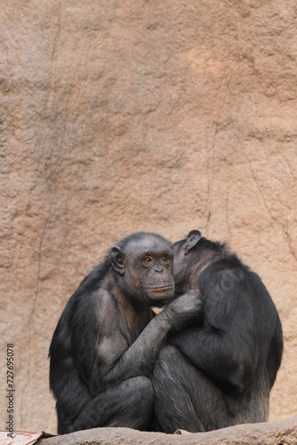 kuschelnde Affen