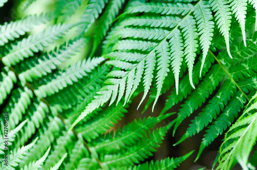 Cyathea caracasana, Cyathea brownii Little Aussie Larrikin Norfolk or Tree Fern or Smooth Tree Fern or fern tree or fern ,Golden Moss or Chain Fern photo