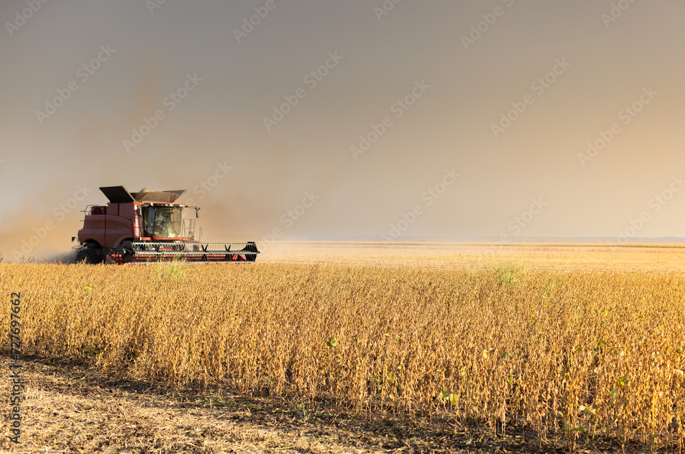 Obraz premium Harvesting of soybean field with combine.