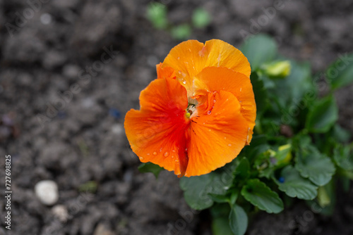 Vibrant orange viola cornuta spring flowers close up  flower bed with horned violet pansies high angle view  floral spring background