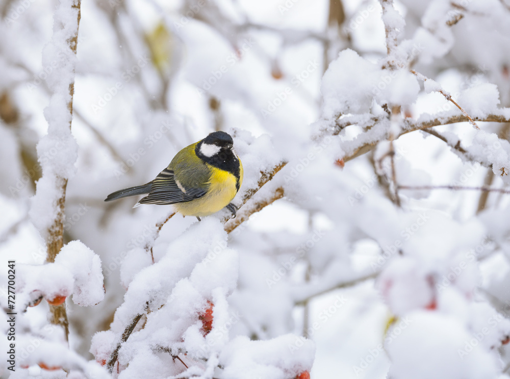 Naklejka premium Great tit bird sitting on a snow covered apple tree