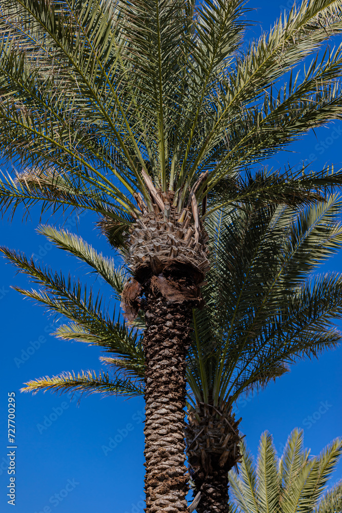 Obraz premium palm trees leaves against the sky