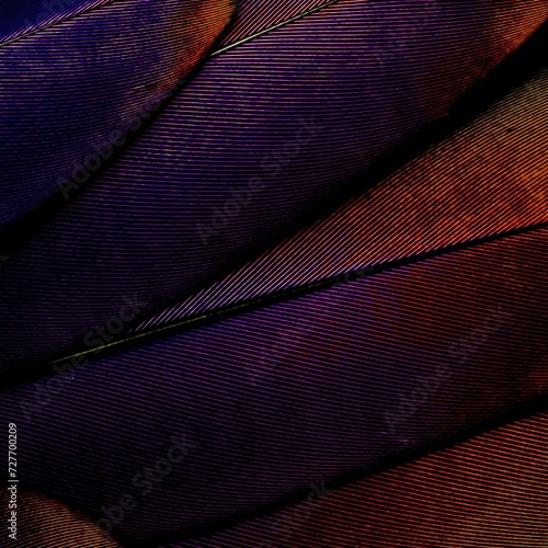 red magenta feather texture