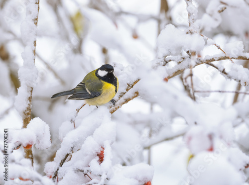 Great tit bird sitting on a snow covered apple tree