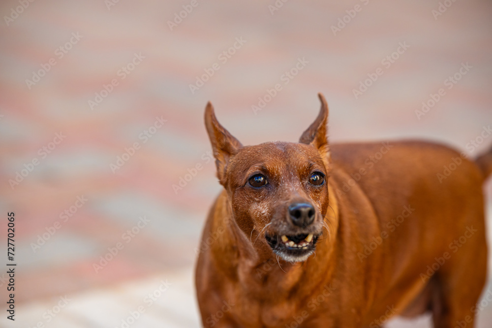 portrait of a dog portrait of a dog