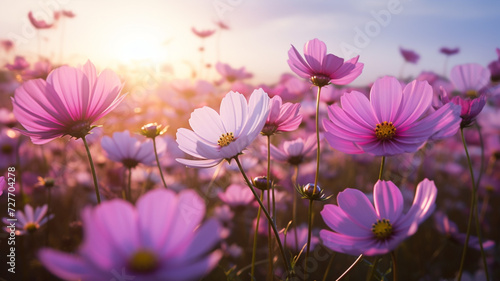 Beautiful Cosmos flower field in the morning
