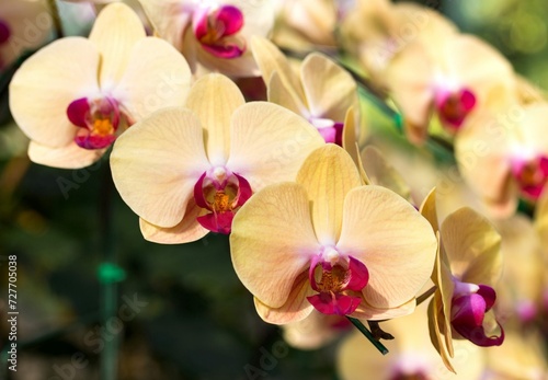 Yellow Phalaenopsis Orchid Flower 2
