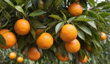 A citrus tree adorned with numerous oranges and vibrant foliage