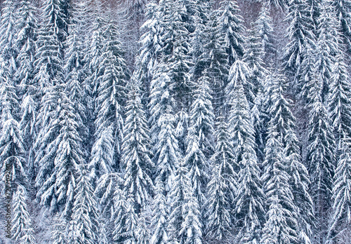 Fir forest covered with snow seen from above