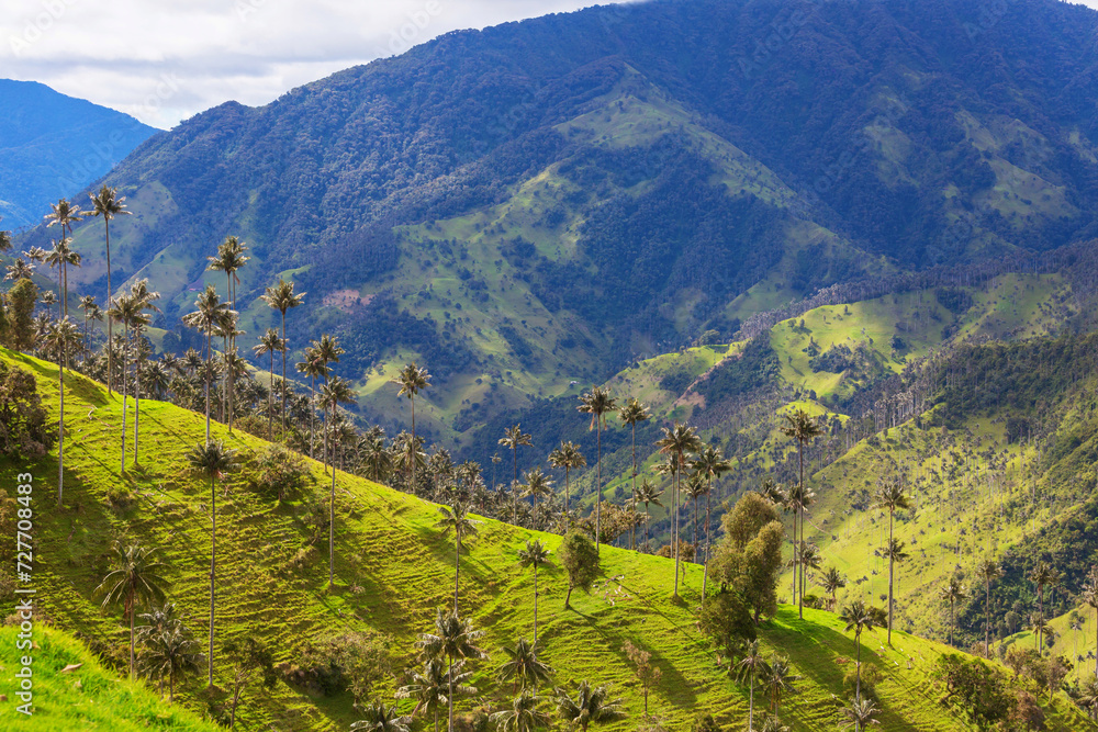 Fototapeta premium Cocora