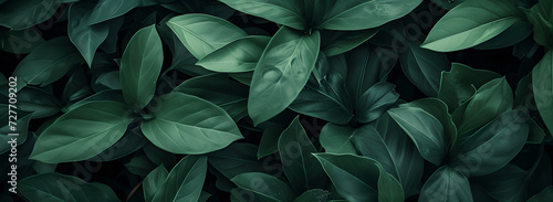 A nature background featuring an abstract green leaf texture. The image showcases dark green tropical leaves in close-up, revealing layered textures and various elements of tropical flora.