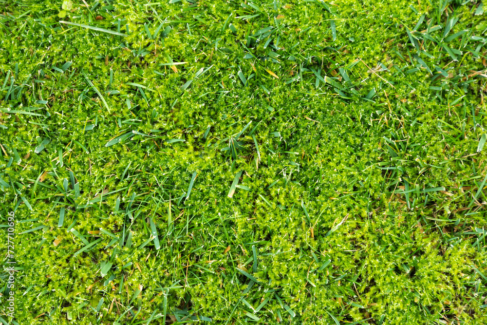 Moss in lawn. Lawn in serious need of moss killer. Removing old moss and dead grass from the lawn. Aeration and improving the lawn quality. Moss in lawn. Lawn in serious need of moss killer. Removing old moss and dead grass from the lawn. Aeration and improving the lawn quality.