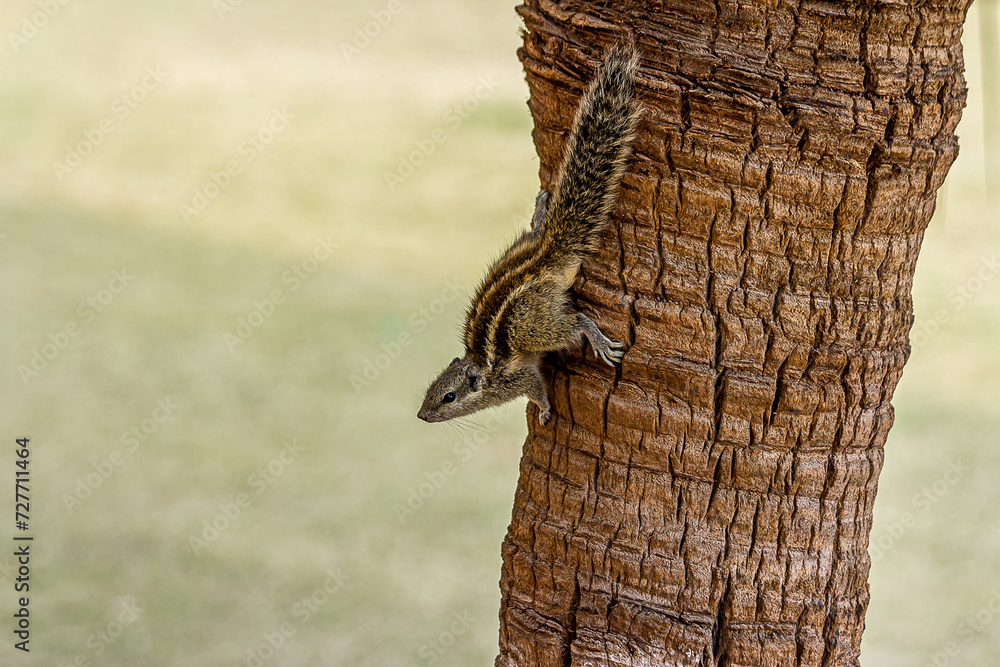 A small fluffy Indian palm squirrel climbs down a tree trunk upside down. Big fluffy tail. This animal is also known as Funambulus palmarum, three-striped palm squirrel. Looks like a chipmunk. A small fluffy Indian palm squirrel climbs down a tree trunk upside down. Big fluffy tail. This animal is also known as Funambulus palmarum, three-striped palm squirrel. Looks like a chipmunk.