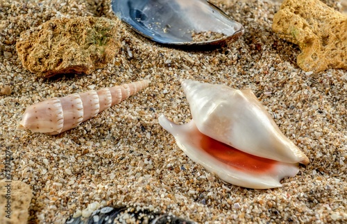 Strombidae Seashell on the sand photo