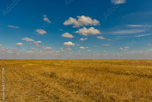 Bright sunny day in the Russian steppe with Cumulus clouds. Fluffy white clouds in the blue sky. Bright yellow grass on the veld.  Stratocumulus or Cumulostratus clouds on the horizon. photo