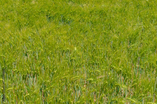 Field of barley crop seed-heads growing