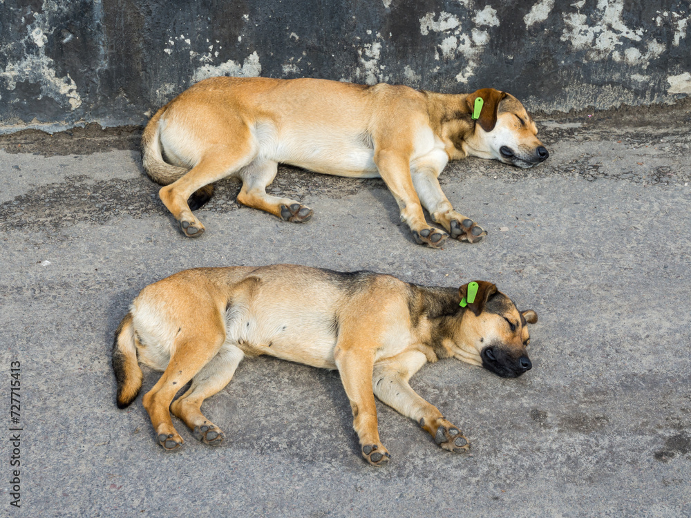 Two homeless sterilized dogs lie on the asphalt Two homeless sterilized dogs lie on the asphalt
