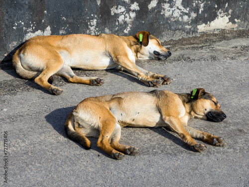 Two homeless dogs sleep at the edge of the sidewalk