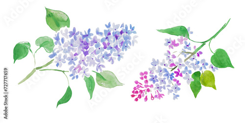 Watercolor hand painted illustration of lilac, lilacs illustration, purple flowers, floral painting, blossom ,watercolor illustration 