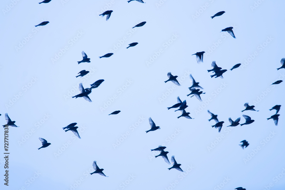 Flock of linnets in flight. Birds in flight. Birds silhouette with blue colour. Carduelis cannabina.