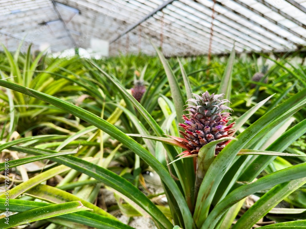 Pineapple flower and fruit growing in a traditional Acores greenhouse plantation. Sao Miguel Island. Portugal. Azores Pineapple flower and fruit growing in a traditional Acores greenhouse plantation. Sao Miguel Island. Portugal. Azores