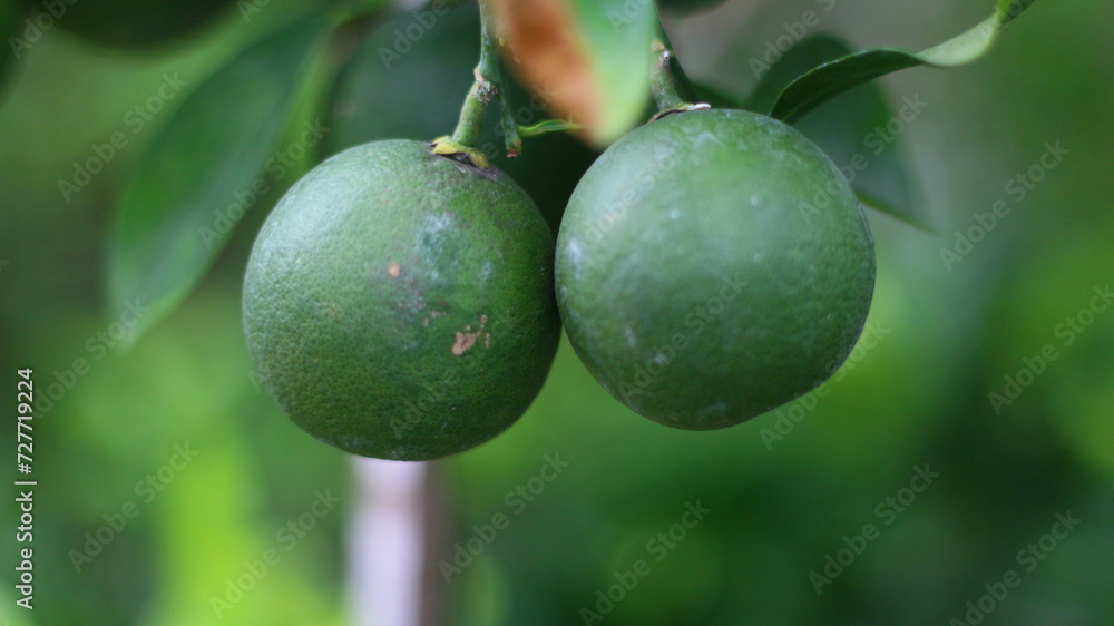 two ripe green kaffir limes that had not been picked were still on the branch two ripe green kaffir limes that had not been picked were still on the branch