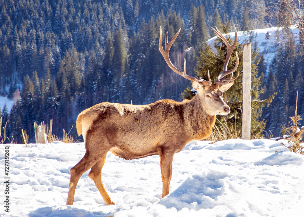 A male Carpathian deer (Cervus Elaphus) in the natural environment in winter on the mountain A male Carpathian deer (Cervus Elaphus) in the natural environment in winter on the mountain