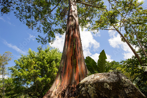 Rainbow eucalyptus (eucalyptus deglupta) in a Costa Rican park photo