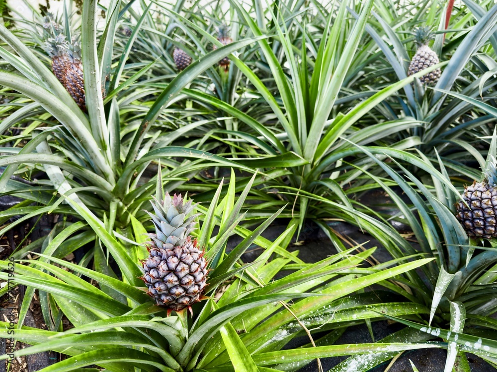 Pineapple flower and fruit growing in a traditional Acores greenhouse plantation. Sao Miguel Island. Portugal. Azores Pineapple flower and fruit growing in a traditional Acores greenhouse plantation. Sao Miguel Island. Portugal. Azores