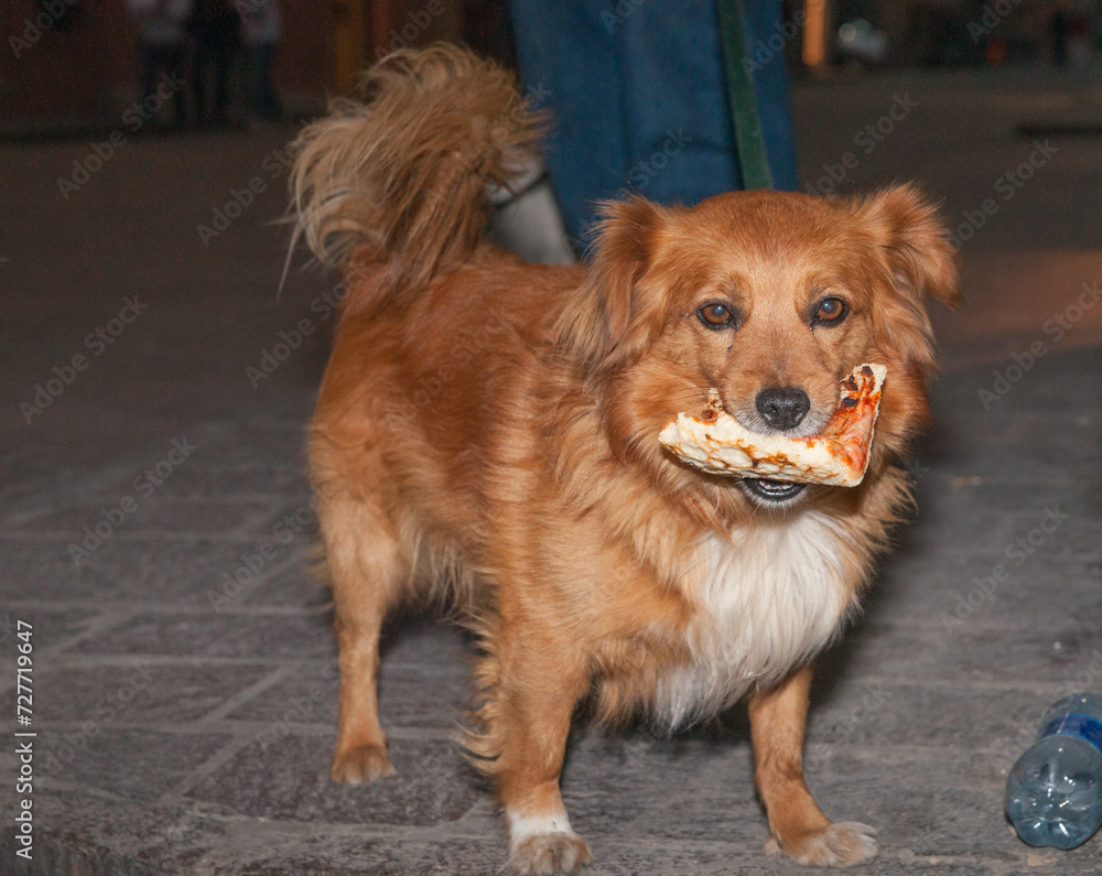 Ginger dog in European city street at night with pizza in mouth