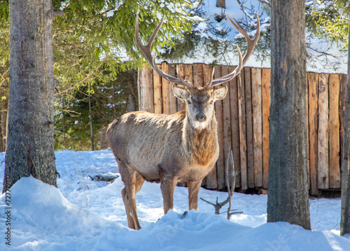 Wallpaper Mural A male deer with antlers near a fence Torontodigital.ca