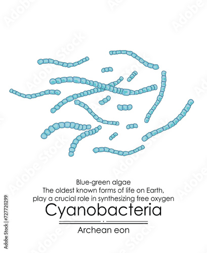 Cyanobacteria, or blue-green algae, are among the oldest known forms of life on Earth from the Archean eon. They played a crucial role by producing oxygen through photosynthesis. Colorful illustration