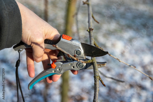 Wallpaper Mural Mit Astschere kleine trockene Zweige im Frühjahr abschneiden. Torontodigital.ca