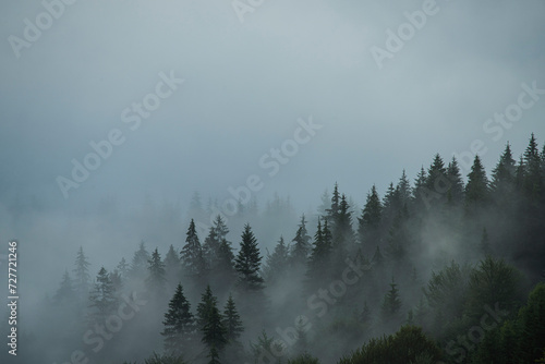 Fototapeta Naklejka Na Ścianę i Meble -  Mystic foggy forest in vintage style. Firs in the fog on the mountainside. Minimalist Scandinavian style in gray tones
