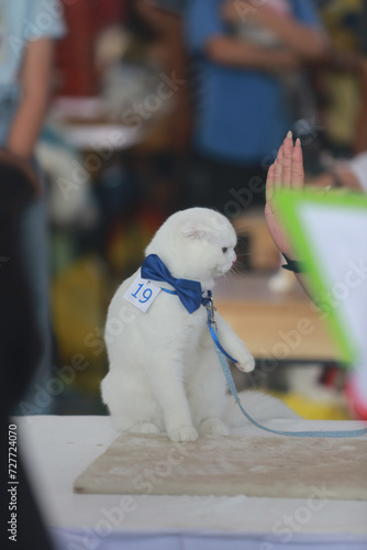 witeh  scottish fold   cat in cat contest photo