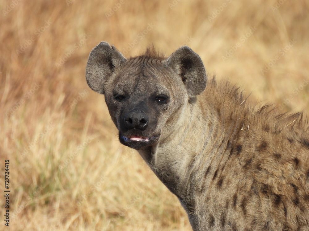 Part of the ugly five is the scavenging Hyena
