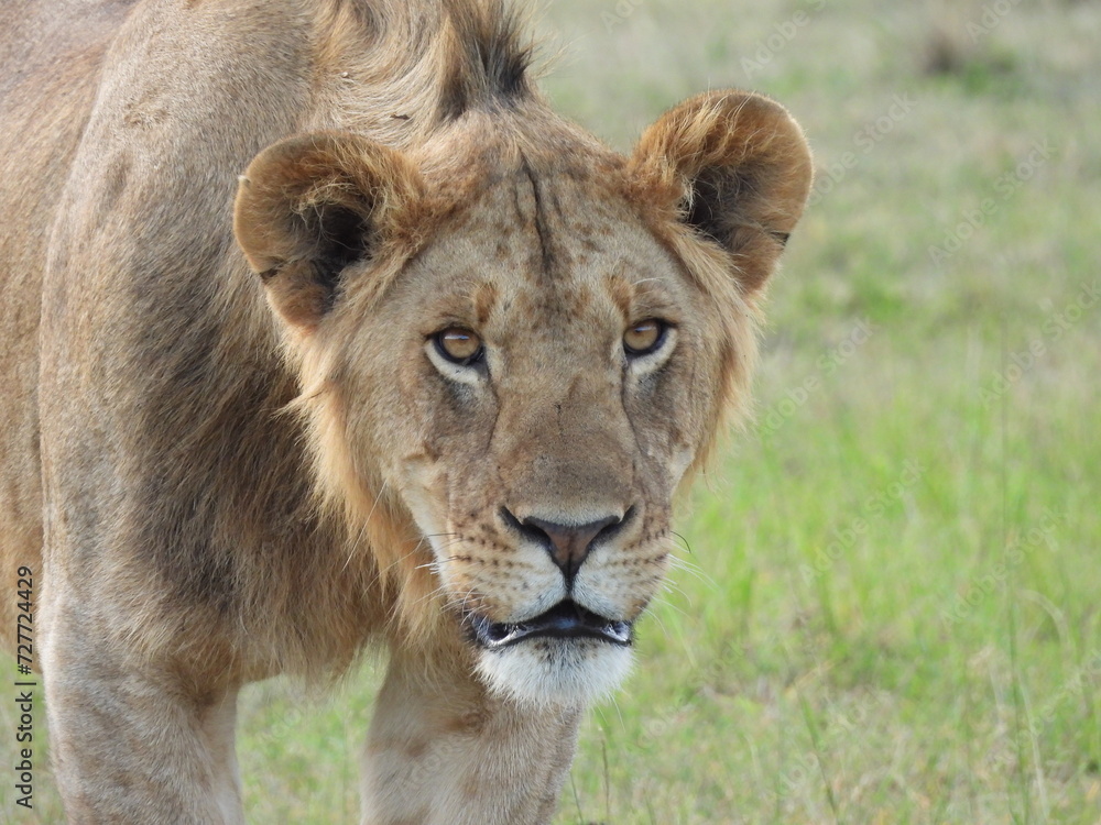 Young male Lion cub Young male Lion cub