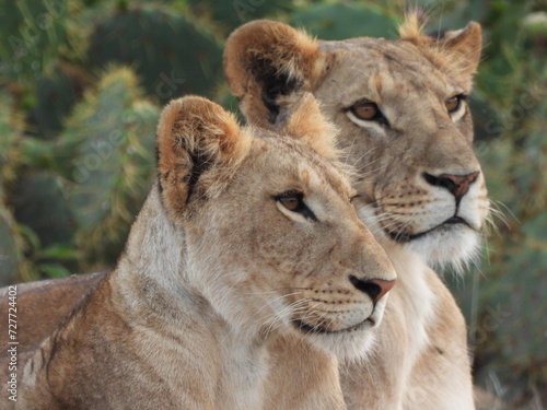 Lionesses bond in Zimbabwe