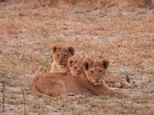 Three young Lion cubs in South Africa