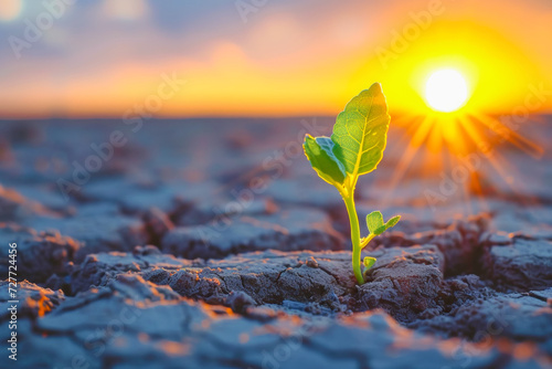 a seedling growing up from middle of a hot dry desert. shining a light for new business growth through innovative. to unlock future growth with solutions, agile strategies,partnerships