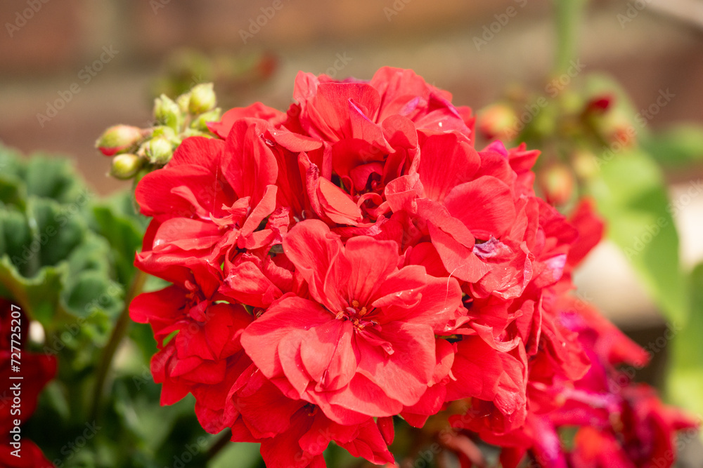 close-up of colourful blooming summer flower close-up of colourful blooming summer flower