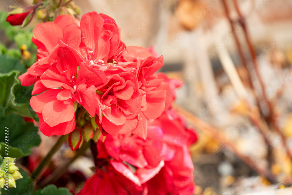 close-up of chateau garden flora in France