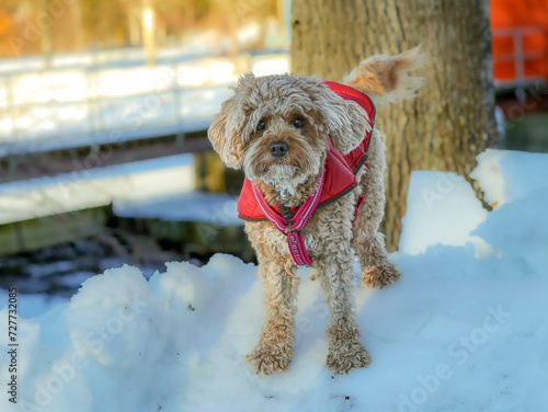 Young Cavapoo dog playing in the snow with a red cover in Ludvika City, Sweden photo