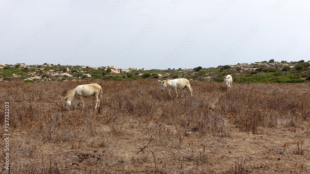 Three wild albino donkeys at Asinara in Sardinia graze peacefully during a sunny day. Three wild albino donkeys at Asinara in Sardinia graze peacefully during a sunny day.