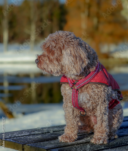 Young Cavapoo dog playing in the snow with a red cover in Ludvika City, Sweden photo