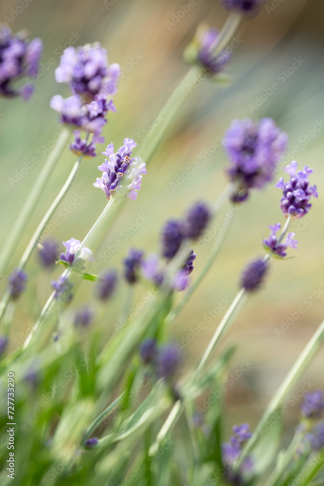 Obraz premium close-up of chateau garden flora in France
