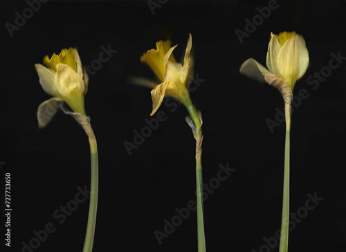 Yellow narcissus horizontal scan background. Separate scanned blooming spring flowers.  Abstract distorted plant. Colourful botanical photocopy with scanner noise effect. Stem and opened flower