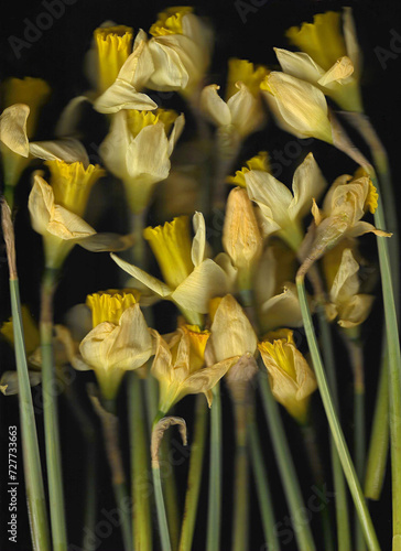 Yellow narcissus vertical scan background. Scanned blooming spring flower bouquet. Glitchy abstract distorted plant. Colourful botanical photocopy with scanner noise effect.  