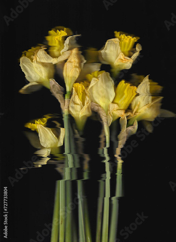 Yellow narcissus vertical scan background. Scanned blooming spring flower bouquet. Glitchy abstract strongly distorted plant. Colourful botanical photocopy with scanner noise effect. 